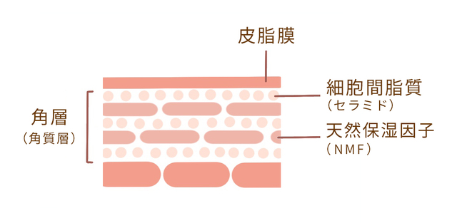 NMF(天然保湿因子)肌を和らげる