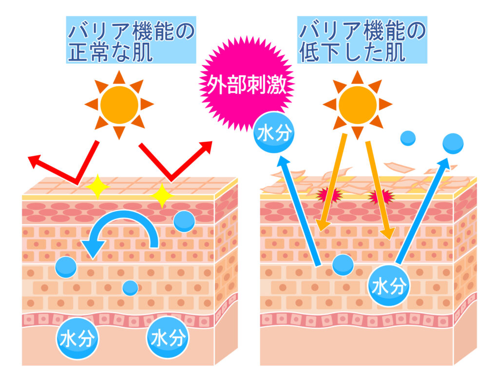 バリア機能
