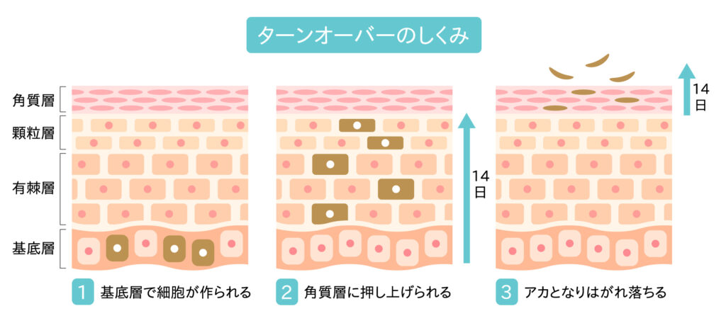 ターンオーバー肌画像