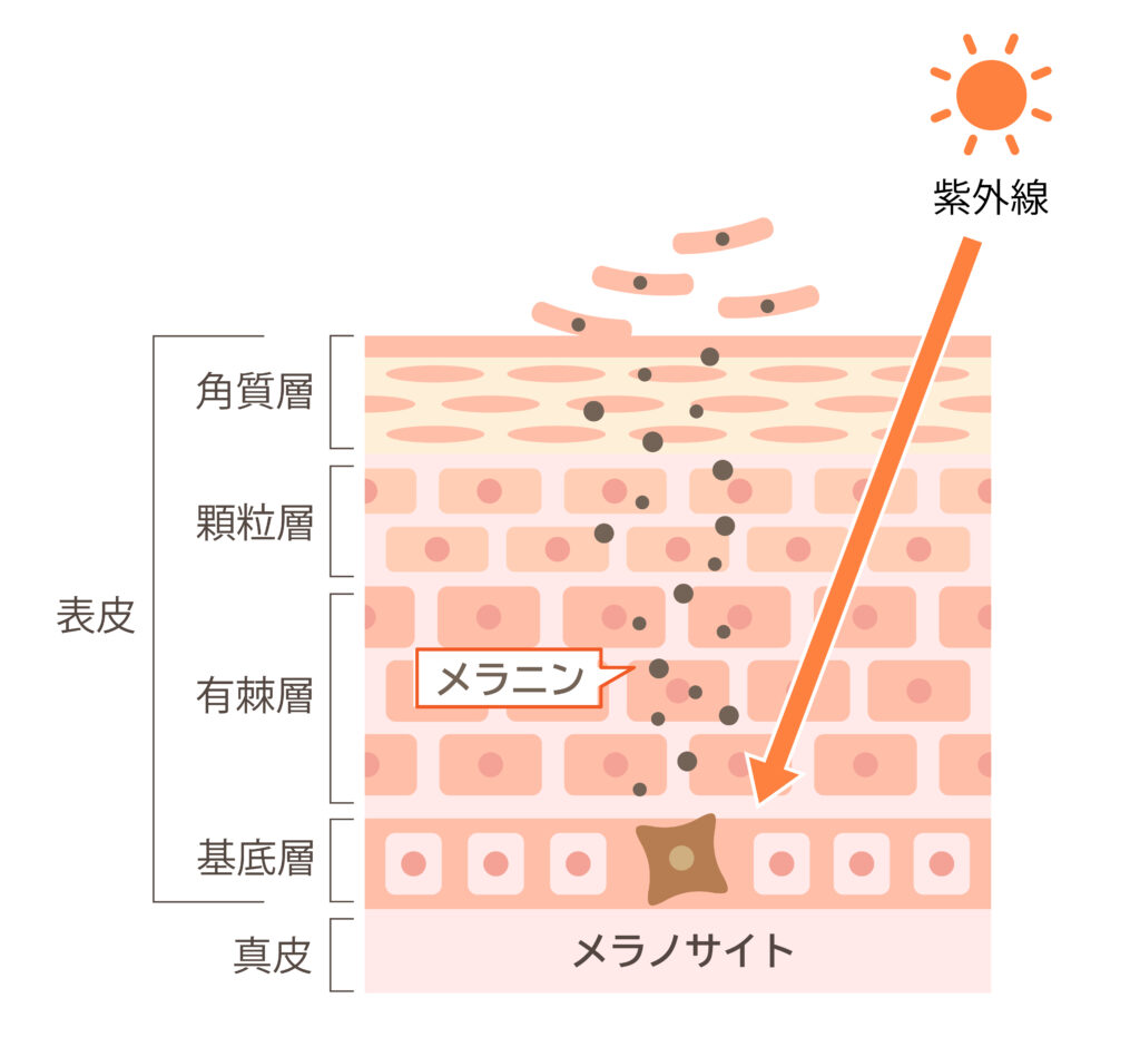 ターンオーバー活性化メラニンを排出肌断面図